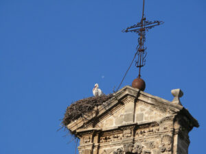 Nest of storks on the top of a bell tower. - MyVideoimage.com