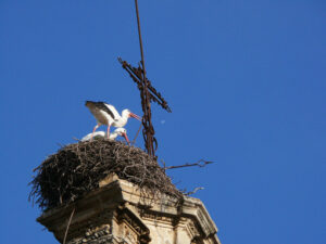 Nest of storks on the top of a bell tower. - MyVideoimage.com