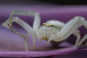 Nice spider. Beautiful white spider on a purple flower. Stock photos. - MyVideoimage.com | Foto stock & Video footage