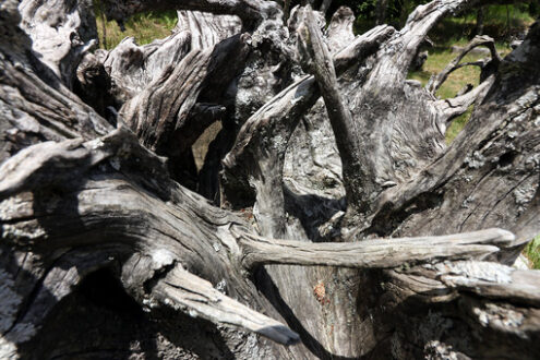 Root. Old tree root in the garden.