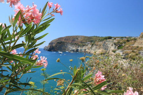 Oleander plant with pink flower. In the background of the cliff - MyVideoimage.com