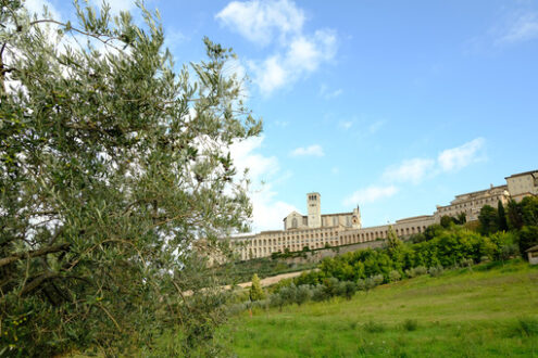 Olive branches. Assisi. Leaves and olive branches near the church of San Francesco in Assisi. The architecture immersed in the countryside with cultivation of olive trees. - MyVideoimage.com | Foto stock & Video footage