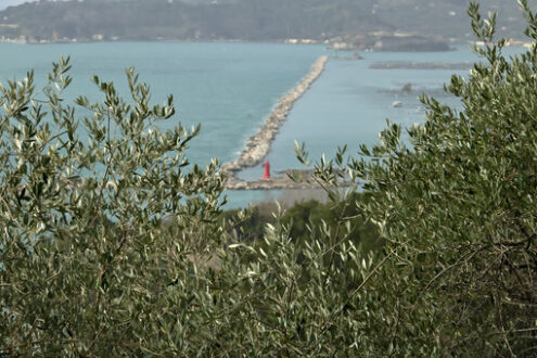 Olive branches. Olive trees in the Mediterranean environment. - MyVideoimage.com | Foto stock & Video footage