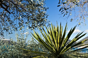 Olive grove in Liguria. Olive grove and garden with sea view. - MyVideoimage.com | Foto stock & Video footage