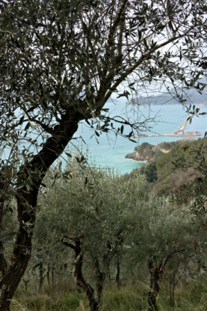 Olive grove on the sea. Olive leaves on the background of the cliff - MyVideoimage.com | Foto stock & Video footage