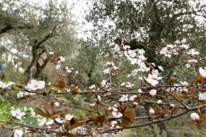 Olive grove with flowers. Plum blossoms in an olive grove - MyVideoimage.com | Foto stock & Video footage