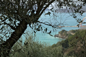 Olive leaves on the sea. Olive leaves on the background of the cliff - MyVideoimage.com | Foto stock & Video footage