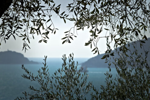 Olive leaves. Olive plant in the background with the Ligurian Sea. - MyVideoimage.com | Foto stock & Video footage