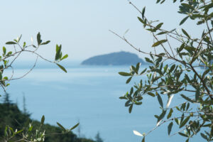 Olive leaves. Olive plant in the background with the Ligurian Sea. Olive leaves photographed in the Gulf of La Spezia with the background of the Isola del Tino. - MyVideoimage.com | Foto stock & Video footage