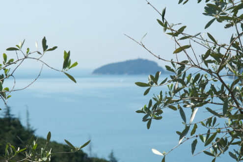 Olive leaves. Olive plant in the background with the Ligurian Sea. Olive leaves photographed in the Gulf of La Spezia with the background of the Isola del Tino. - MyVideoimage.com | Foto stock & Video footage