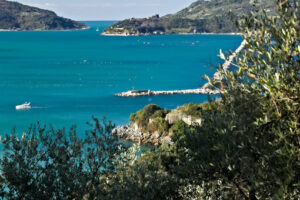 Olive trees and the sea. Olive grove and garden with sea view. - MyVideoimage.com | Foto stock & Video footage