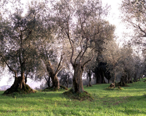 Olive trees cultivation in Tuscany. Olive trees of the Tuscan countryside. Landscape with cultivation of olive trees. - MyVideoimage.com | Foto stock & Video footage