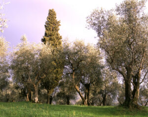 Olive trees of the Tuscan countryside. Landscape with cultivation of olive trees. - MyVideoimage.com | Foto stock & Video footage