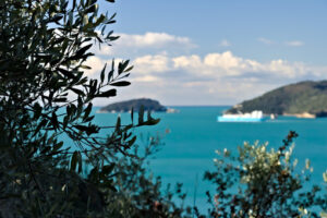 Olive trees on the sea. Olive grove and garden with sea view. - MyVideoimage.com | Foto stock & Video footage