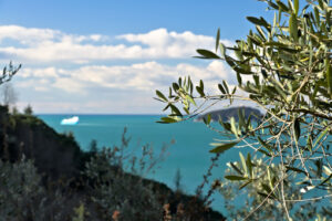 Oliveto al mare. Golfo di La Spezia Olive grove and garden with sea view. - MyVideoimage.com | Foto stock & Video footage