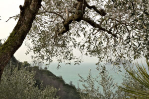 Oliveto sul mare vicino alle Cinque Terre. Golfo di La Spezia. Una nave solca il mare - MyVideoimage.com | Foto stock & Video footage