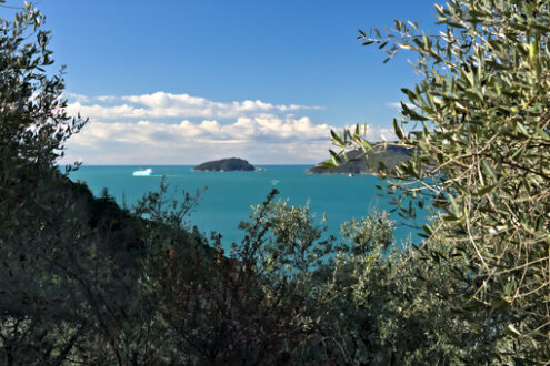 Olivi e mare. Nel Golfo di La Spezia, nei pressi delle Cinque Terre un uliveto tra l’azzurro del cielo e il verde della macchia mediterranea. - MyVideoimage.com | Foto stock & Video footage