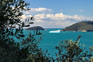 Olivi sul mare. Golfo di La Spezia. Sullo sfondo, l’isola Palmaria e una nave da carico - MyVideoimage.com | Foto stock & Video footage