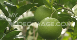 Orange fruits footage video. Ripe organic orange fruits of green color on the plant.    Video footage.