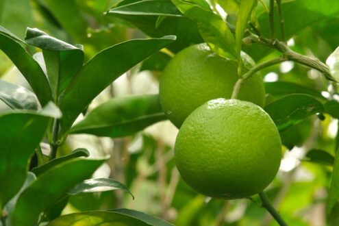 Orange fruits. Ripe organic orange fruits of green color on the plant. - MyVideoimage.com | Foto stock & Video footage