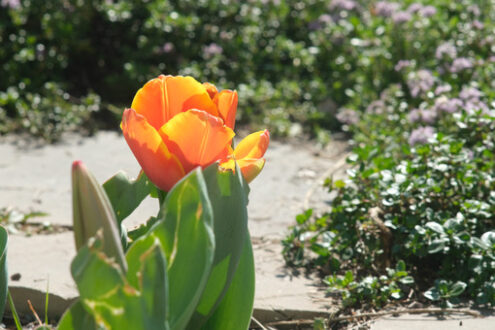 Orange tulip flower. Beautiful tulip with orange flower. Spring flowering of a tulip bulb in an Italian garden. - MyVideoimage.com | Foto stock & Video footage