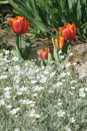 Orange tulip flowers in a rock garden. Beautiful spring bloom with thyme. - MyVideoimage.com | Foto stock & Video footage