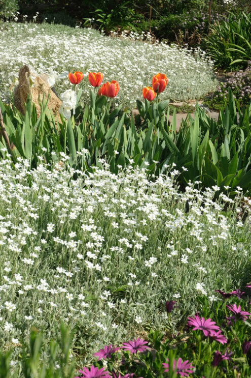 Orange tulips and Irises. Spring flowering in the Mediterranean garden. Orange tulips, cerastium flowers and irises. - MyVideoimage.com | Foto stock & Video footage