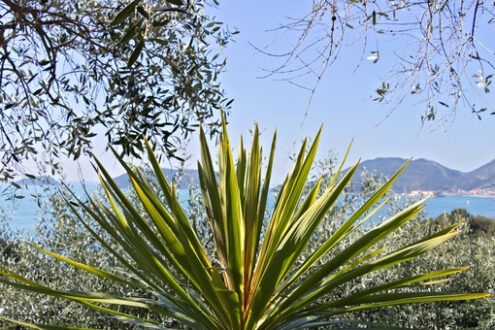 Ornamental plant. A Dracena in the background of the Ligurian Sea. - MyVideoimage.com | Foto stock & Video footage