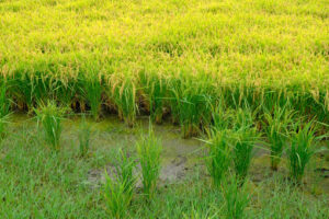 Paddy cultivation. Paddy field in Piedmont.  Stock photos. - MyVideoimage.com | Foto stock & Video footage