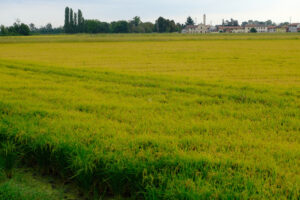 Paddy field. Paddy field in Piedmont.  Stock photos. - MyVideoimage.com | Foto stock & Video footage