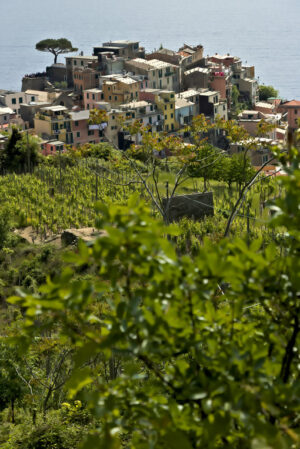 Paesaggio Cinque Terre. Corniglia. Colori delle case, tipici di queste zone e quelli della vegetazione e del mare. - MyVideoimage.com | Foto stock & Video footage