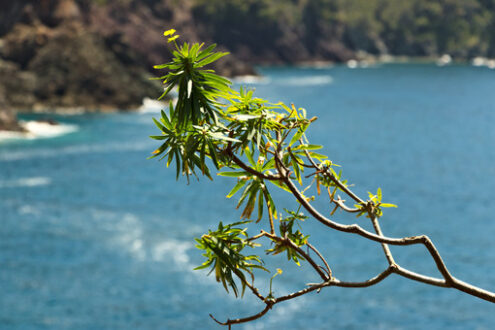 Paesaggio marino. Framura. Seascape with a spurge tree (euforbia) near the Cinque Terre. In the background the waves of the blue sea break on the cliff. - MyVideoimage.com | Foto stock & Video footage