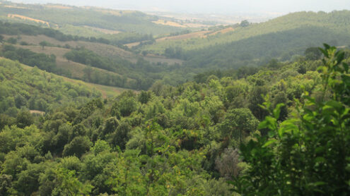 Paesaggio toscano con il bosco e gli alberi verdi nelle colline della Maremma Toscana. - MyVideoimage.com | Foto stock & Video footage