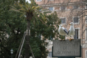 Pair of seagulls on a sign in the park of the Quirinale garden in Rome. - MyVideoimage.com | Foto stock & Video footage