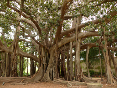 Palermo, Sicily, Italy.  Botanical Garden. Ficus also called magnolioide - MyVideoimage.com