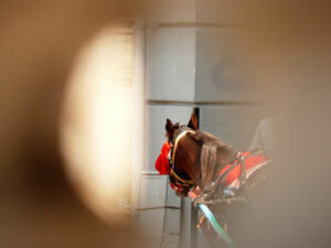 Palermo, Sicily, Italy. Close up of a horse seen from a hole on - MyVideoimage.com