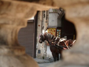 Palermo, Sicily, Italy. Close up of a horse seen from a hole on - MyVideoimage.com