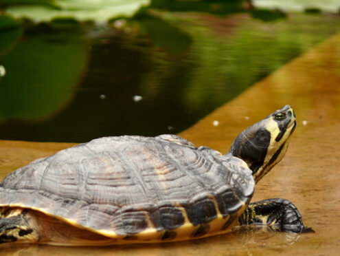 Palermo, Sicily, Italy.  Turtle at the botanical garden - MyVideoimage.com