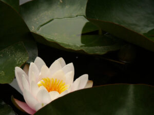 Palermo, Sicily, Italy. Water lily flower in the botanical garde - MyVideoimage.com