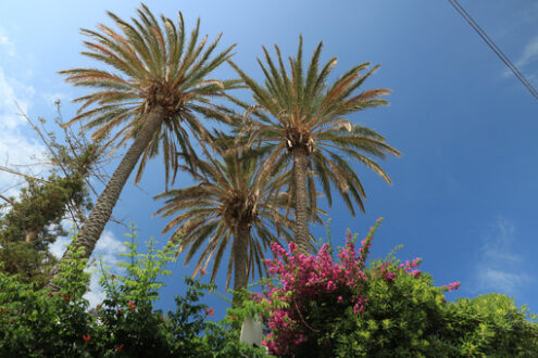 Palm and bougainvillea plants with leaves that move with the wind.  On the island of Ischia, in the Mediterranean Sea, numerous plants and flowers grow. - MyVideoimage.com