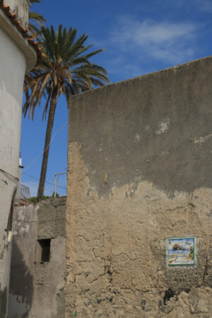 Palm plant. In the foreground an ancient wall plastered with the - MyVideoimage.com