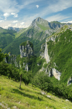 Panorama Apuane. Apuan Alps mountains with flower in the foreground. Foto stock royalty free. - MyVideoimage.com | Foto stock & Video footage