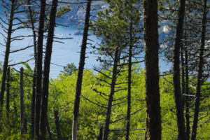 Panorama delle Cinque Terre. Trees and woods on the Cinque Terre sea. Trees and sea in a panorama of the Cinque Terre (Province of La Spezia) - MyVideoimage.com | Foto stock & Video footage