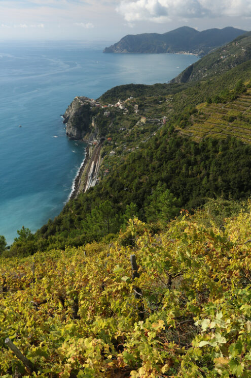 Panorama di Corniglia. Coltivazione della vite nelle Cinque Terre. Paese di Corniglia arroccato sulle rocce a picco sul mare. - MyVideoimage.com | Foto stock & Video footage