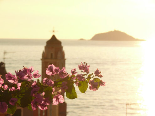 Panorama di Tellaro. Fiori di Bougainvillea con la luce del tramonto. - MyVideoimage.com | Foto stock & Video footage