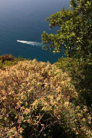 Panorama marino con motoscafo e vegetazione. Colline delle Cinque Terre con la tipica vegetazione mediterranea. - MyVideoimage.com | Foto stock & Video footage