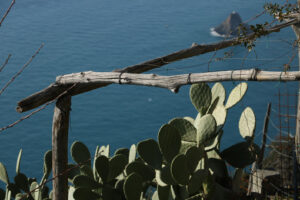 Panorama with sea. Five Lands Prickly pear plants near the Cinque Terre marine park. In the background the rock of the Ferale. - MyVideoimage.com | Foto stock & Video footage