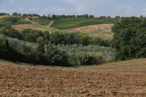 Panoramic view of the Tuscan hills. The cultivated land and tree - MyVideoimage.com