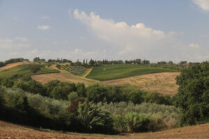 Panoramic view of the Tuscan hills. The cultivated land and tree - MyVideoimage.com