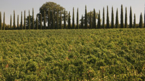 Panoramic view of the Tuscan hills. The cultivated land and tree - MyVideoimage.com